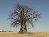 African Baobab.JPG