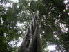 Gnarly Tree in The Maleny Rainforest 2.jpg